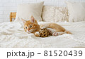 Small red kitten playing with ball. Cat playing on the bed with toys 81520439