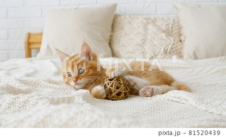 Small red kitten playing with ball. Cat playing on the bed with toys 81520439