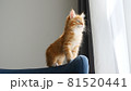 A little ginger kitten creeps along the back of the sofa. Kitten in the lights of a sun. Cat hunt. Kitten moving stealthily  81520441