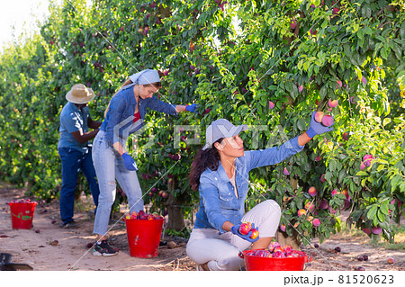 Three farmers collect ripe plums from a tree Three farmers collect ripe plums from a tree 81520623