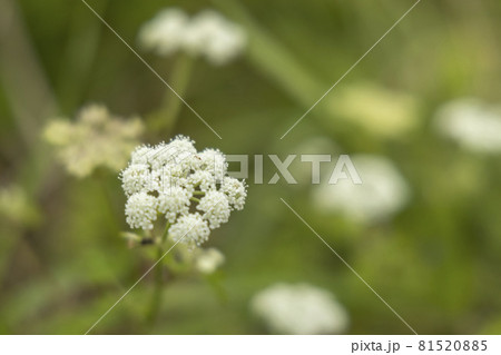 宮城県気仙沼市 海岸の散歩道の発見 ノラニンジンの花 一輪 アップの写真素材 8155