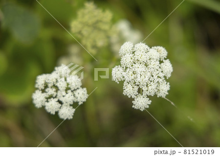 宮城県気仙沼市　海の散歩道の発見　道端に咲くノラニンジン 81521019