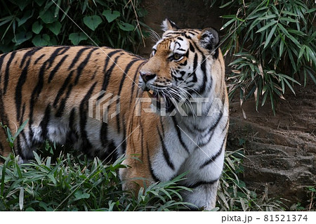 動物園の自然豊かな環境でくつろいでいるトラ 81521374
