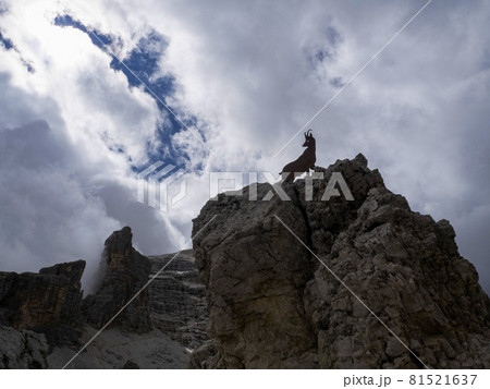 steinbock silhouette in tofane dolomites mountains panorama 81521637