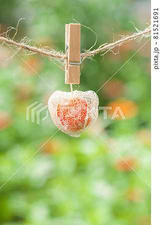 お花畑を背景に、麻紐にクリップでつるされている透かしホオズキ。 お花畑を背景に、麻紐にクリップでつるされている透かしホオズキ。 81521691