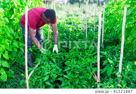 African american harvests bell peppers in the beds in garden 81521887