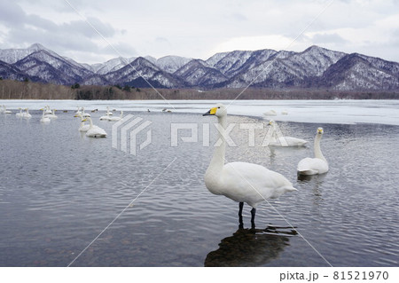 屈斜路湖の白鳥たち 81521970