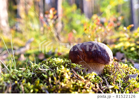 Porcini Cep White Mushroom King (Boletus Pinophilus) Mycelium grow in moss in a forest. Porcini Cep White Mushroom King (Boletus Pinophilus) Mycelium grow in moss in a forest. 81522126