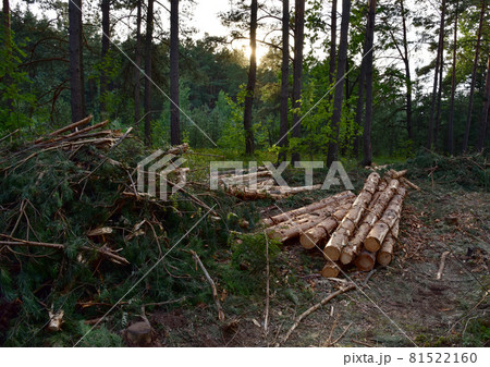 Felled spruces trees in forest. Deforestation and Illegal Logging 81522160