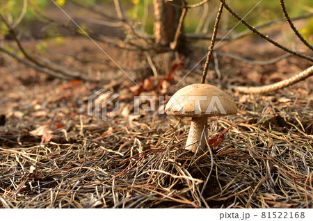Birch bolete. Edible brown cap boletus among the grass and moss in autumn forest.  81522168