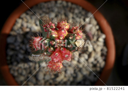 top view of grafting gymnocalycoum variegated in planting pot 81522241