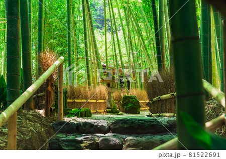 鎌倉　報国寺　竹の庭 81522691