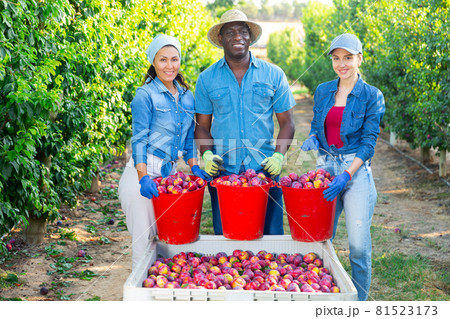 Group of workers posing with box full of plums at orchard Group of workers posing with box full of plums at orchard 81523173