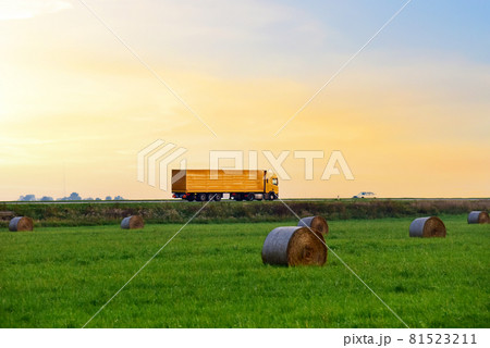 View of a field with hay in rolls against the background of trucks with semi-trailer driving 81523211