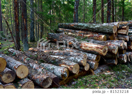 Piled pine tree logs  in forest. Stacks of cut wood. Out of focus, possible granularity, motion blur 81523218