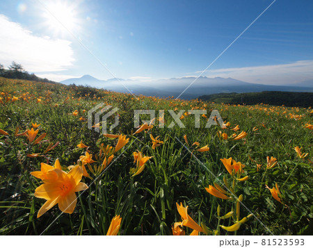 ニッコウキスゲ 長野県霧ヶ峰高原 ニッコウキスゲ 長野県霧ヶ峰高原 81523593