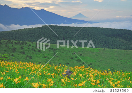 ニッコウキスゲと富士山 長野県霧ヶ峰高原 ニッコウキスゲと富士山 長野県霧ヶ峰高原 81523599