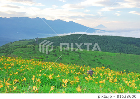 ニッコウキスゲと富士山 長野県霧ヶ峰高原 ニッコウキスゲと富士山 長野県霧ヶ峰高原 81523600