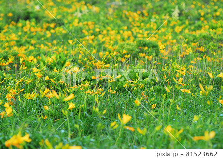 ニッコウキスゲ 長野県霧ヶ峰高原 ニッコウキスゲ 長野県霧ヶ峰高原 81523662