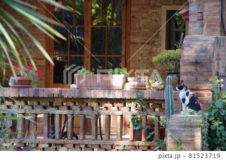 スペイン　バルセロナ　コロニア・グエル　猫 81523719