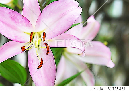 パステル調　”ユリの花（カサブランカ）”　イラストイメージ 81523821