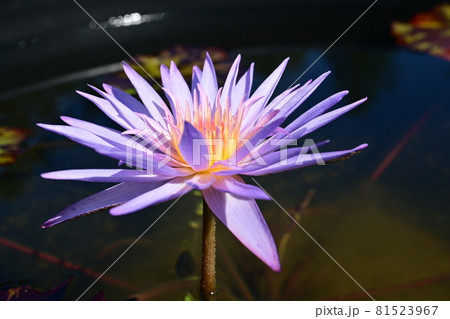 ハスの花(フォックス・ファイヤー) ハスの花(フォックス・ファイヤー) 81523967