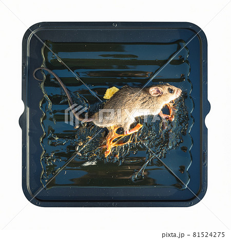 Mouse or rat on glue trap isolated on white background, clipping path included in file. 81524275