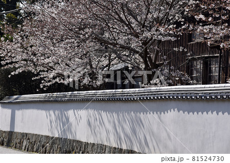 春の吉香公園 81524730
