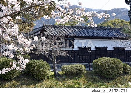 春の吉香公園 81524731