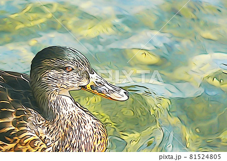 パステル調　”1羽のカルガモ”　イラストイメージ 81524805