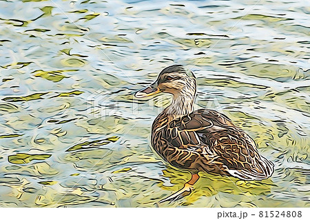 パステル調　”1羽のカルガモ”　イラストイメージ 81524808