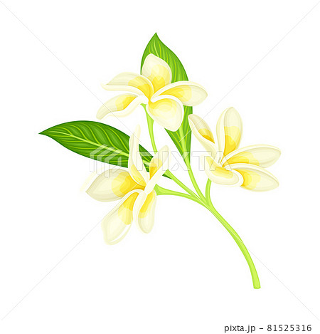 Frangipani or Plumeria Flower with Green Leaf as Tropical Foliage and Nature Element Vector Illustration 81525316
