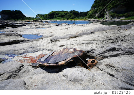 ウミガメの死 ウミガメの死 81525429