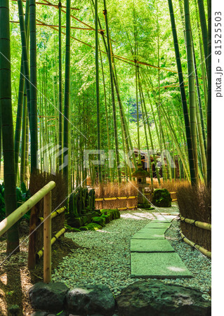 鎌倉　報国寺　竹の庭 81525503