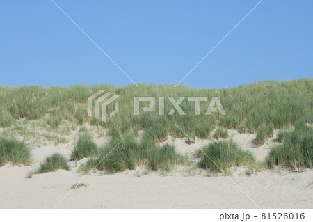 sand dunes sand dunes 81526016