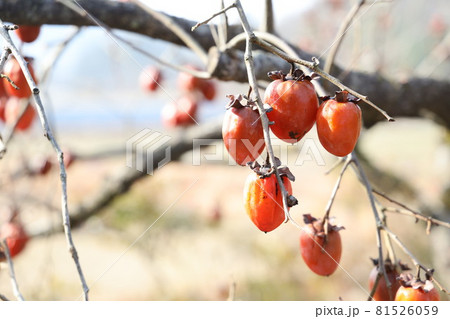 ヤマガキ 81526059