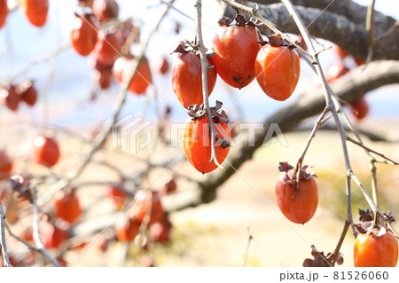 ヤマガキ 81526060