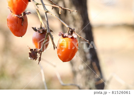 ヤマガキ 81526061