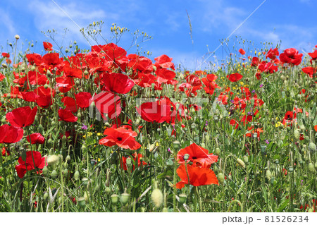 Red poppy flowers and blue sky background Red poppy flowers and blue sky background 81526234