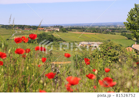 Landscape of vineyards and countryside in Beaujolais and red poppies in spring. Rhone department, France. 81526752