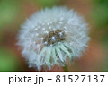 タンポポの綿毛 81527137