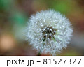 タンポポの綿毛（2) 81527327