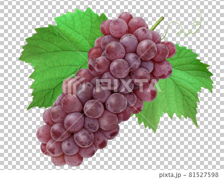 特拉華葡萄插圖真葉 81527598