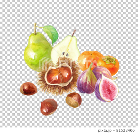秋季水果的集合。栗子、柿子、無花果和梨的水彩插圖。 81528400