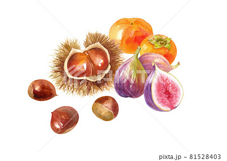 秋のフルーツの集合。栗、柿、イチジクの水彩イラスト。 81528403