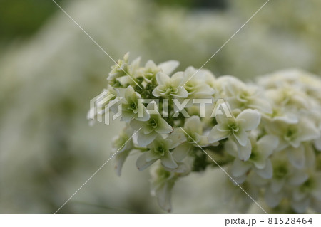 ナナカマドの花 ナナカマドの花 81528464