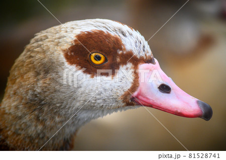 Egyptian goose in Kelsey Park, Beckenham, Greater London. Close up of the head of an Egyptian goose. Egyptian geese are common in Kelsey Park, Beckenham. Egyptian goose (Alopochen aegyptiaca), UK. 81528741