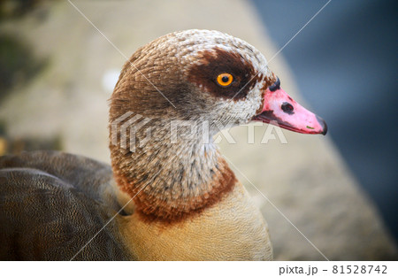 Egyptian goose in Kelsey Park, Beckenham, Greater London. Close up of the head of an Egyptian goose. Egyptian geese are common in Kelsey Park, Beckenham. Egyptian goose (Alopochen aegyptiaca), UK. Egyptian goose in Kelsey Park, Beckenham, Greater London. Close up of the head of an Egyptian goose. Egyptian geese are common in Kelsey Park, Beckenham. Egyptian goose (Alopochen aegyptiaca), UK. 81528742