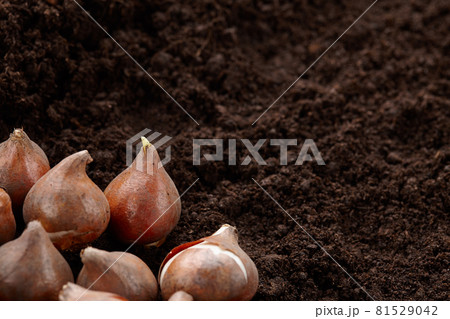 Tulip bulbs on ground background, copy space 81529042