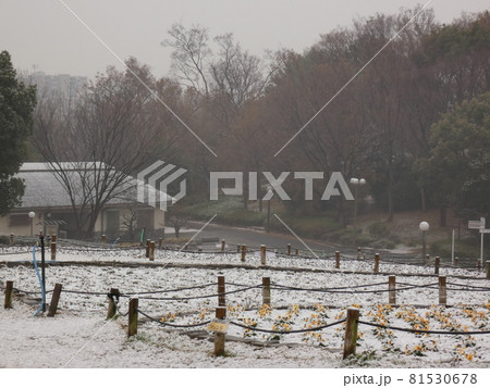 風車前の花壇に雪が積もる・鶴見緑地 風車前の花壇に雪が積もる・鶴見緑地 81530678